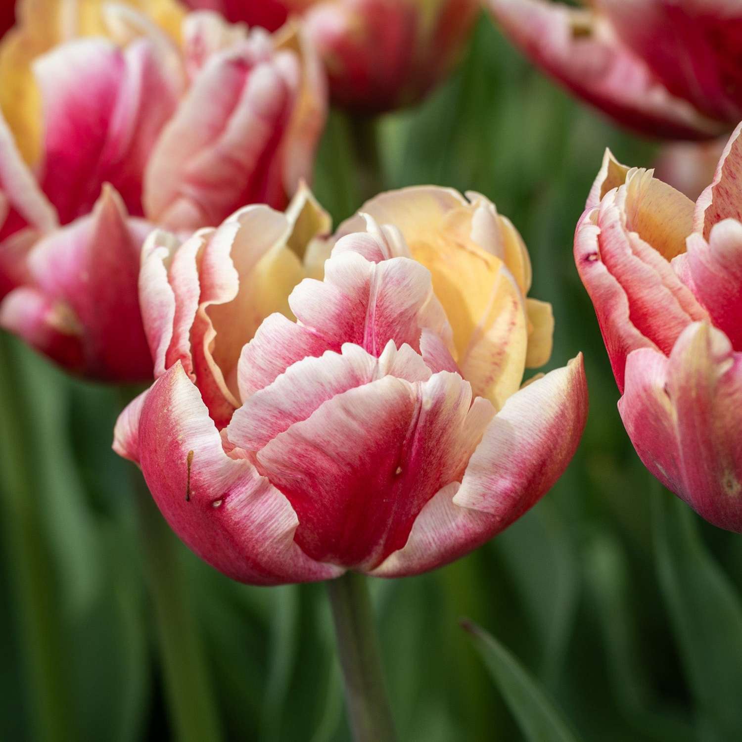 Tulppaani 'Verona Sunrise'